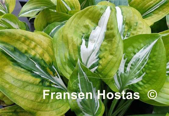 Hosta Gecko's Glance