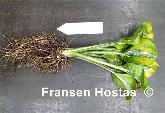 Hosta Gecko's Glance