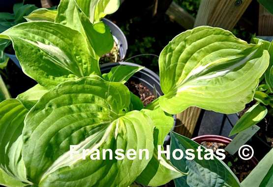 Hosta Gecko's Glance
