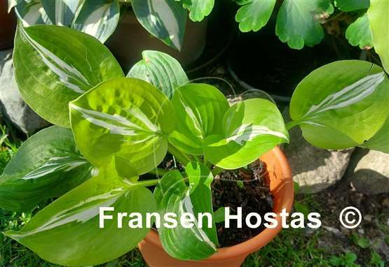 Hosta Gecko's Glance