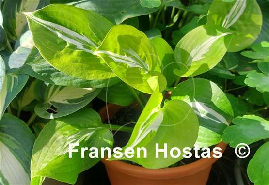 Hosta Gecko's Glance