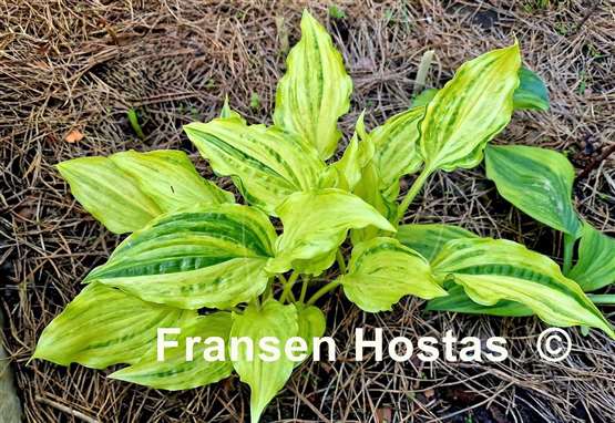 Hosta Geisha Limey Streaks