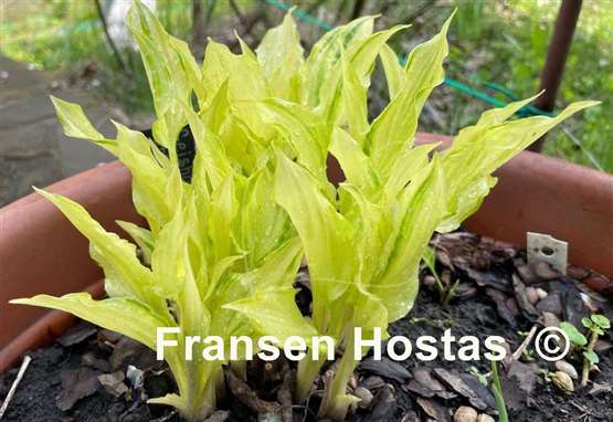 Hosta Geisha Limey Streaks