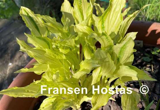 Hosta Geisha Limey Streaks