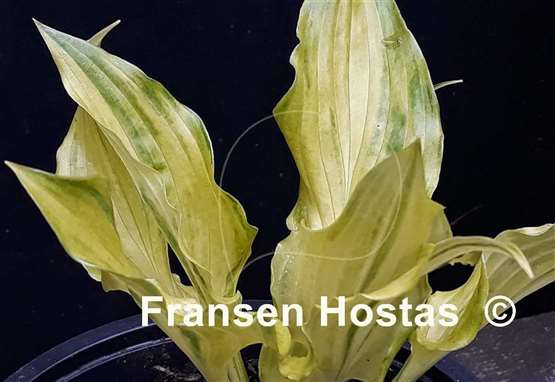Hosta Geisha Limey Streaks
