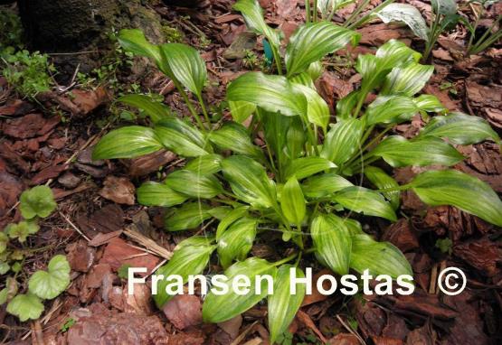 Hosta Geisha Limey Streaks