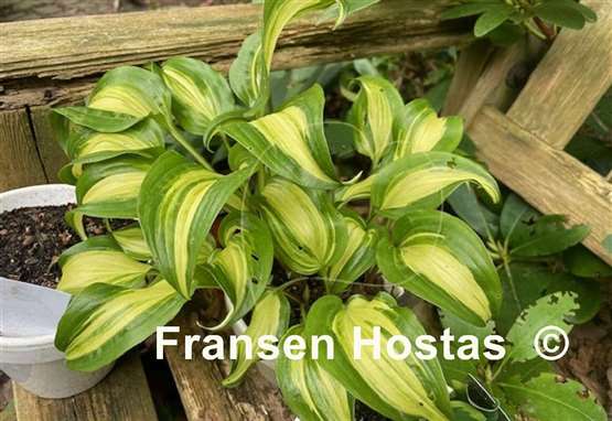Hosta Geisha