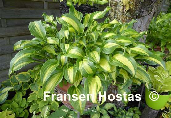 Hosta Geisha