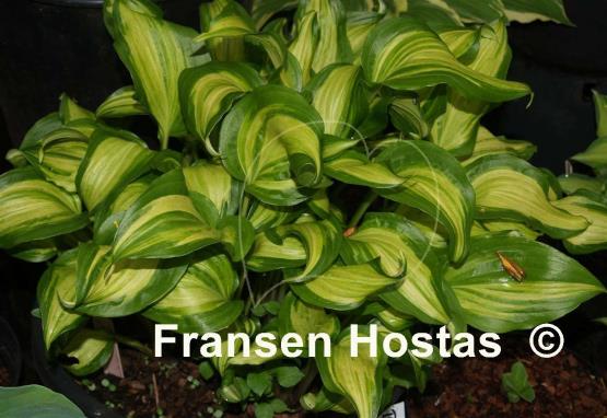 Hosta Geisha