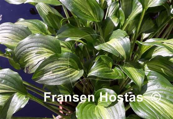 Hosta Geisha