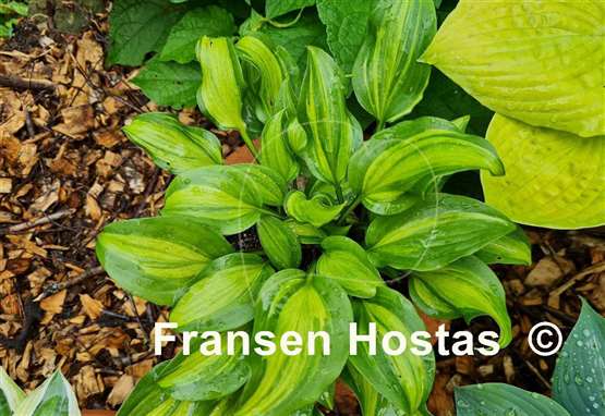 Hosta Geisha