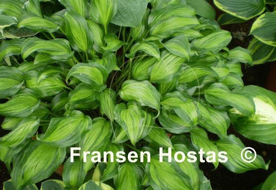 Hosta Geisha