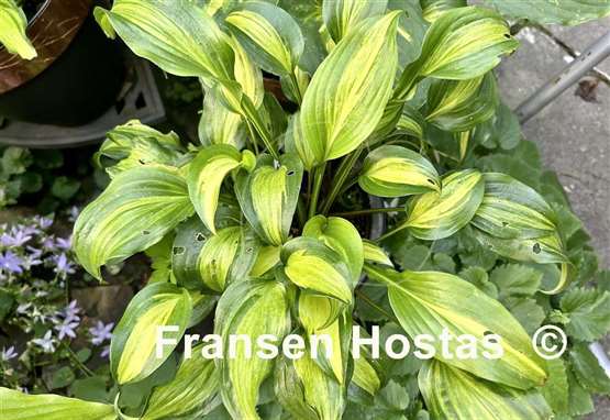 Hosta Geisha