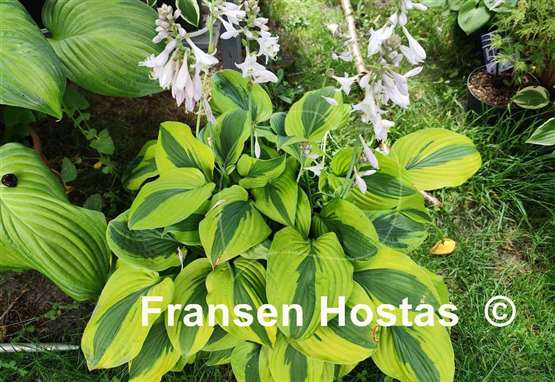 Hosta Gemini Moon