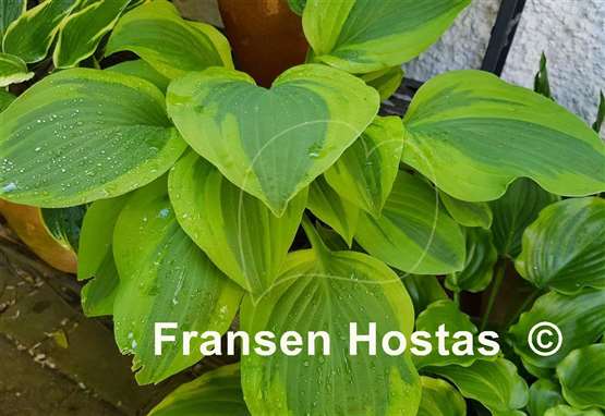Hosta Gemini Moon