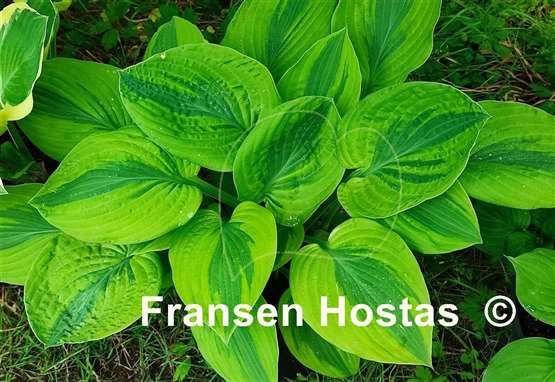Hosta Gemini Moon