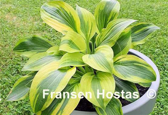 Hosta Gemini Moon
