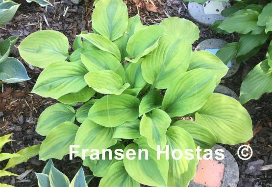 Hosta Gemini Moon