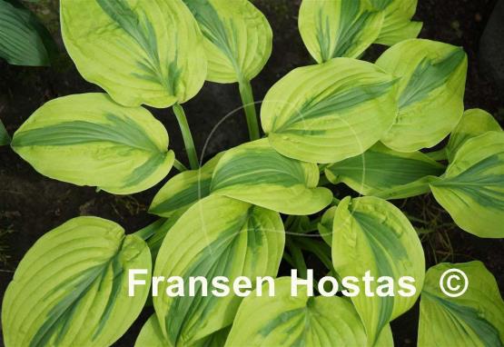 Hosta Gemini Moon
