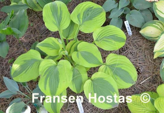Hosta Gemini Moon