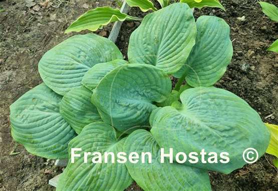 Hosta Generation X
