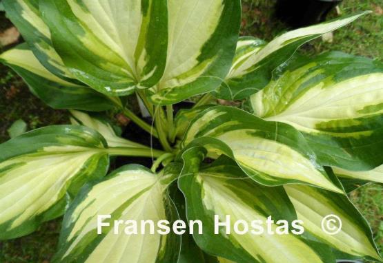 Hosta Gene's Joy