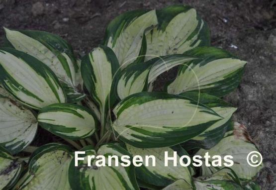 Hosta Gene's Joy