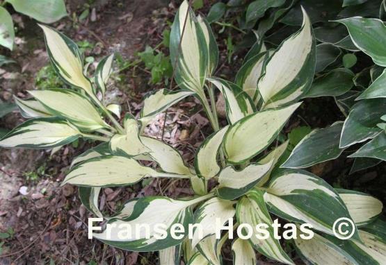 Hosta Geneva Stark