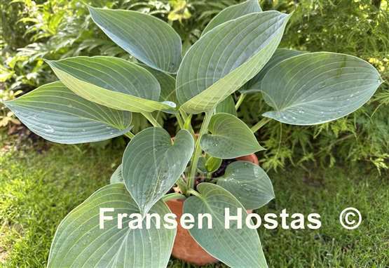 Hosta Gentle Giant