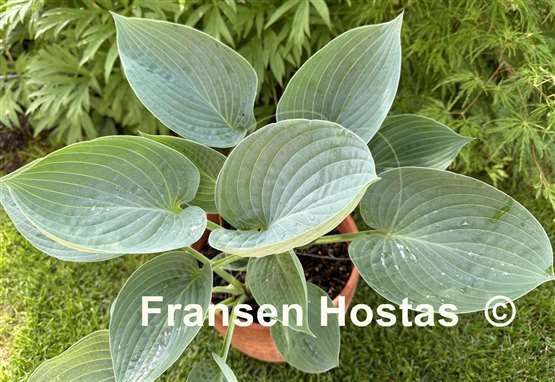 Hosta Gentle Giant