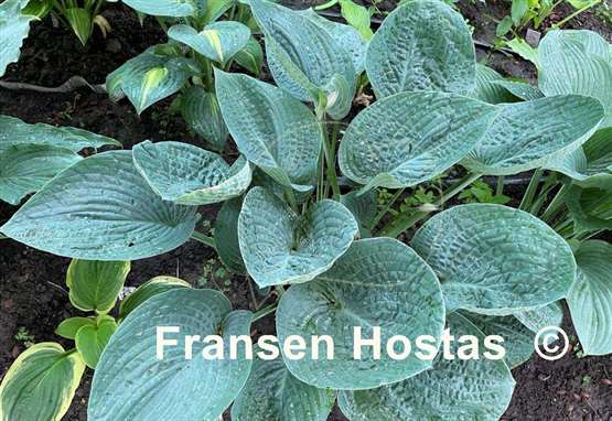Hosta Gentle Giant