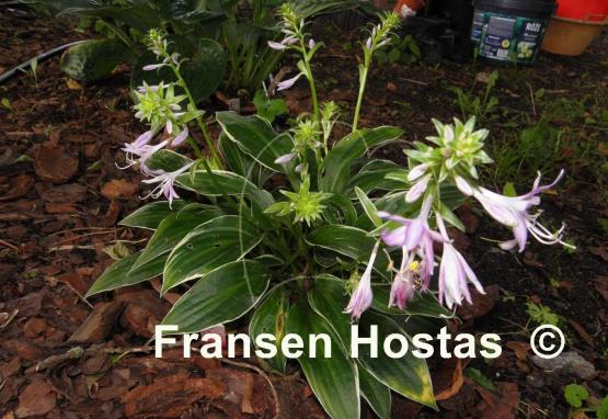 Hosta Gentle Spirit