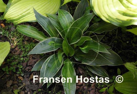 Hosta Gentle Spirit