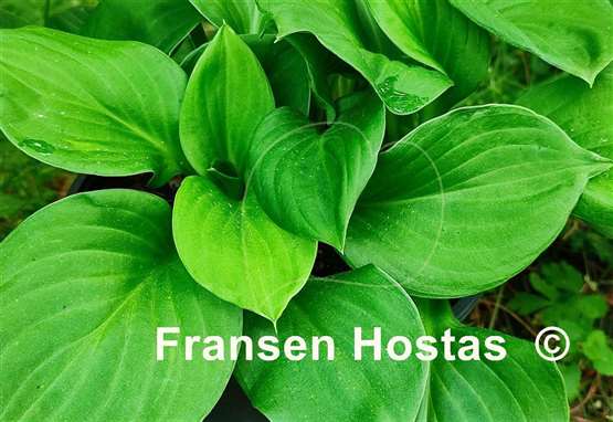 Hosta George Impler