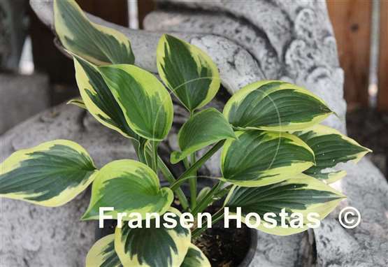 Hosta George M. Dallas