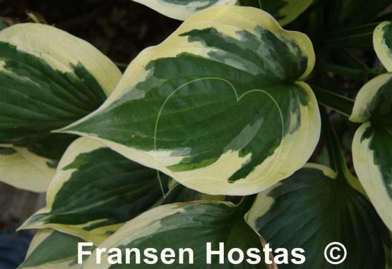 Hosta George M. Dallas
