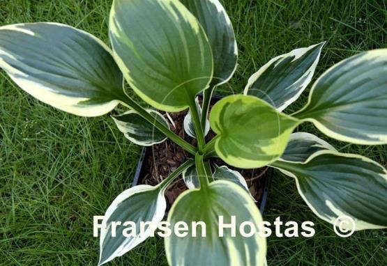 Hosta George M. Dallas
