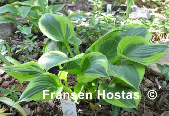 Hosta George M. Dallas