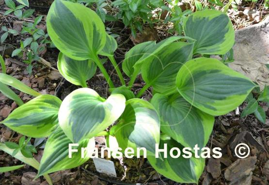 Hosta George M. Dallas