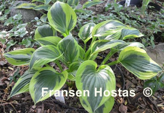 Hosta George M. Dallas