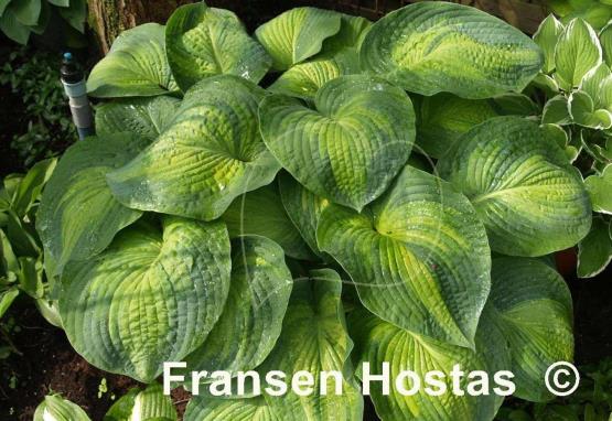 Hosta George Smith