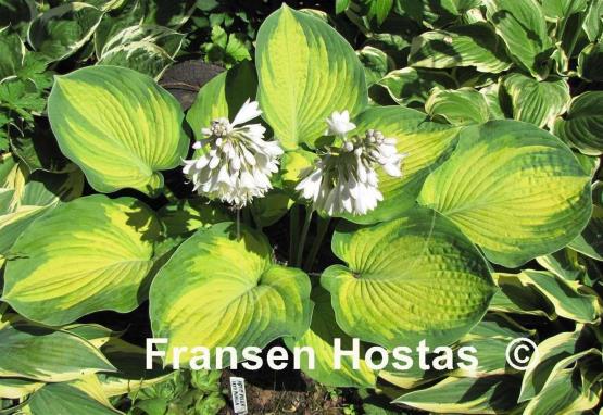 Hosta George Smith
