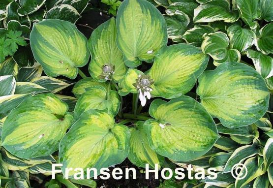 Hosta George Smith