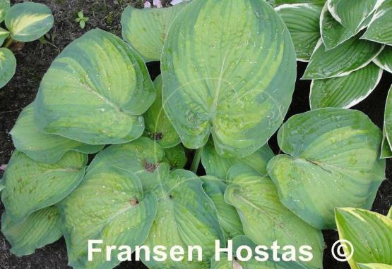 Hosta George Smith