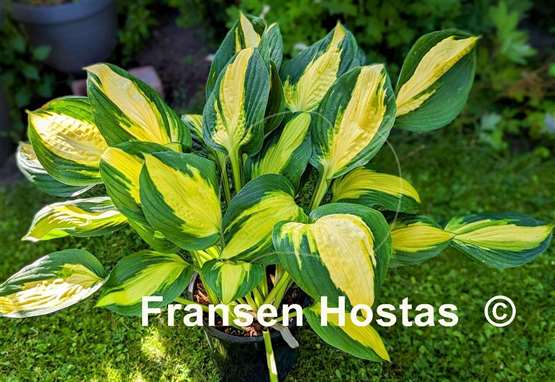 Hosta Georgia Sweetheart