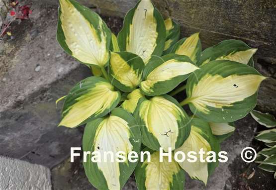 Hosta Georgia Sweetheart