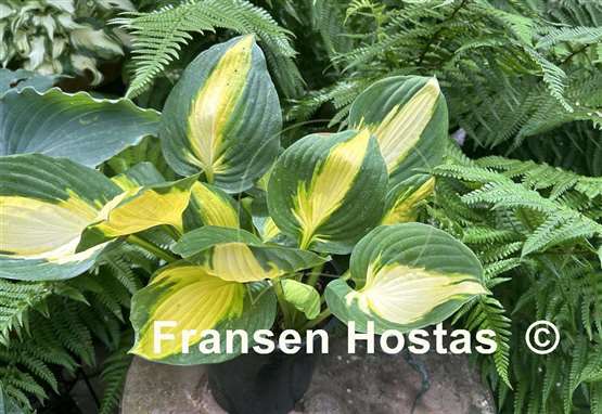 Hosta Georgia Sweetheart