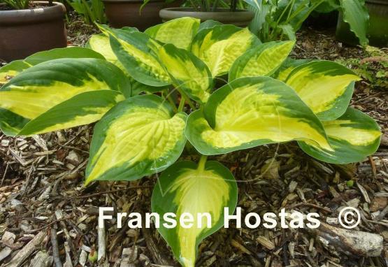 Hosta Georgia Sweetheart
