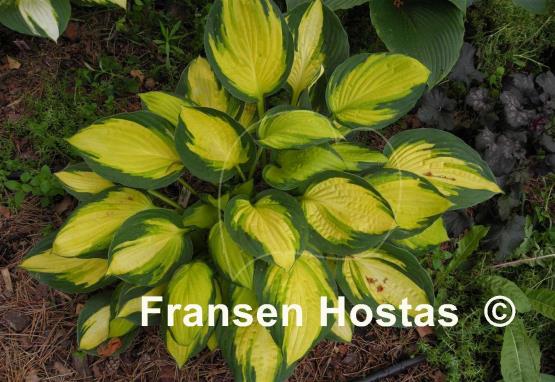 Hosta Georgia Sweetheart