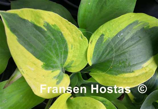 Hosta German Gemini